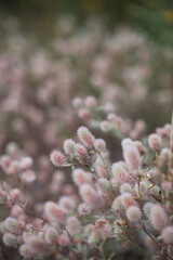  A close-up of pink fuzzy flowers in bloom, creating a soft and dreamy texture. This delicate floral scene celebrates the beauty of nature and blooming life.