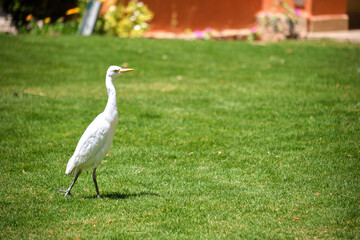 White cattle egret wild bird, also known as Bubulcus ibis walking on green lawn in summer