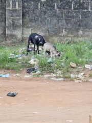 capre che mangiano nella spazzatura