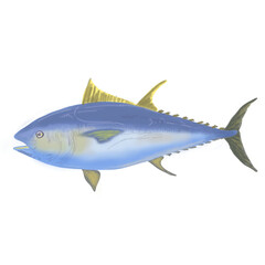 oily fish illustration