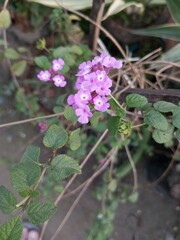 Lantana montevidensis is a species of lantana native to South America. It is known by many common names, such as: trailing lantana, weeping lantana.
