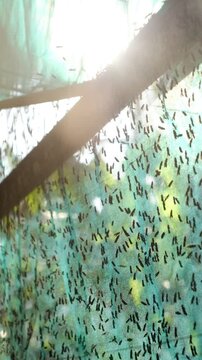 The mature Black Soldier Fly (Hermetia illucens) in the insect farm