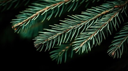 Fototapeta premium Close-up of green fir tree needles with detailed texture against a dark background, showcasing nature's intricate patterns and evergreen foliage.