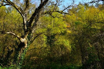 Poplar (Populus) tree trunk and yellow and green autumn foiage in the background