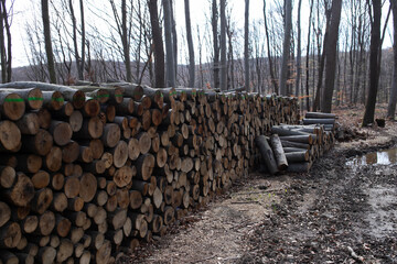 felling of the forest, wood for fireplace