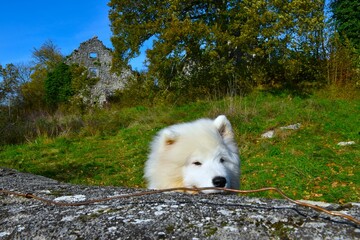 Cute samoyed puppy looking from behind a wall