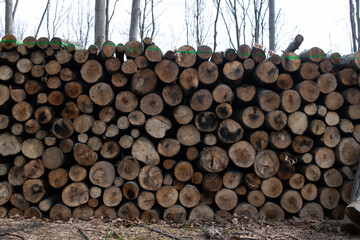 felling of the forest, wood for fireplace