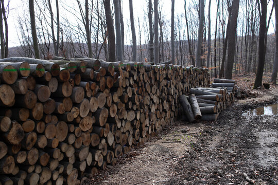 felling of the forest, wood for fireplace