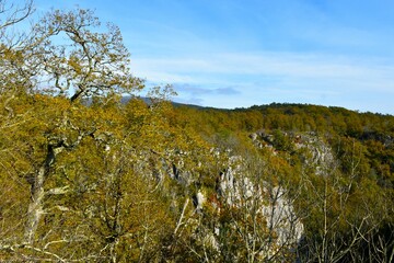 Autumn colored downy oak (quercus pubescens) tree and landscape above Reka canyon in Primorska, Slovenia