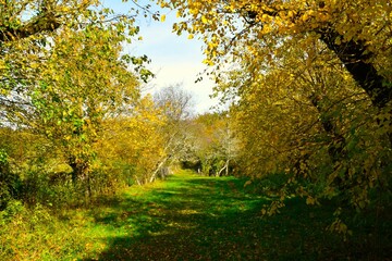 Meadow trail and yellow autumn foliage