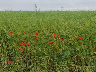 field of poppies