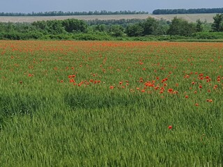 field of poppies