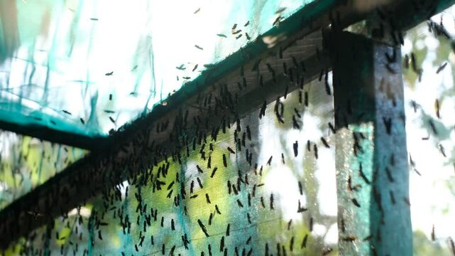 The mature Black Soldier Fly (Hermetia illucens) in the insect farm