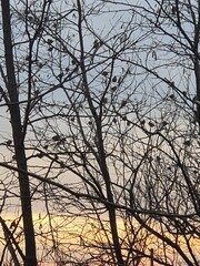 silhouette of a tree