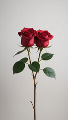 Two red roses with green leaves standing together on white background for romantic symbolism
