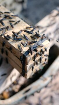 Mature Black Soldier Flies (Hermetia illucens) on wooden shelves provided for laying eggs at an insect farm