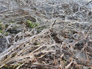 branches covered with snow