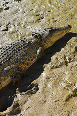 A ferocious Saltwater Crocodile (Crocodylus porosus) at Adelaide River in Australia’s outback, Northern Territory