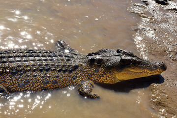 A ferocious Saltwater Crocodile (Crocodylus porosus) at Adelaide River in Australia’s outback, Northern Territory