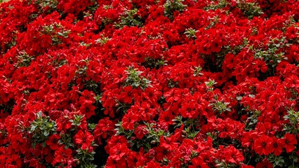 Vibrant red geranium blooms creating a bold floral background