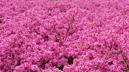 Obraz premium Vibrant pink azalea blossoms covering the frame in a dense textured sea