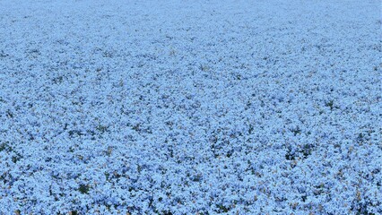 Obraz premium Pale blue cornflowers creating a unique intricate texture in a serene summer field