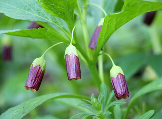 In spring, Scopolia carniolica blooms in the forest