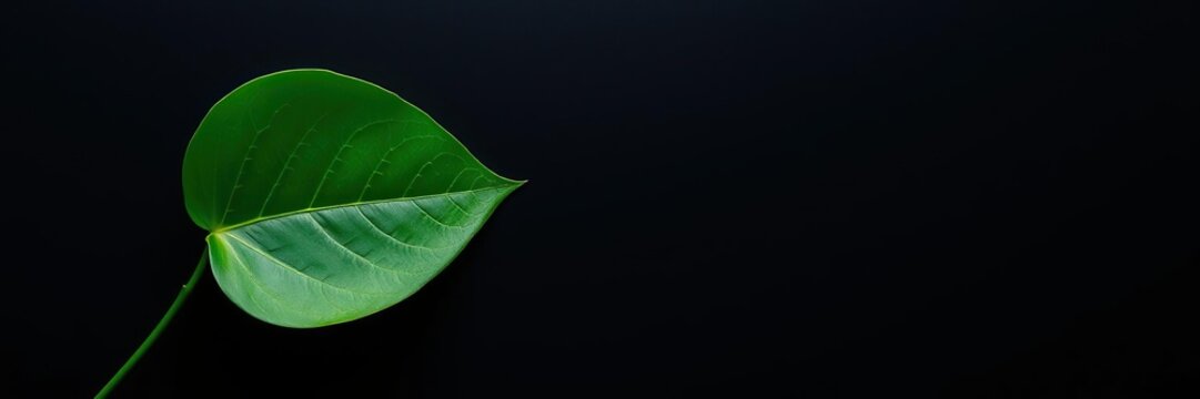 A single vibrant green leaf contrasted against a deep black amoled wallpaper backdrop, leaf, wallpaper, texture