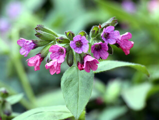 Lungwort (Pulmonaria) blooms in the wild spring forest