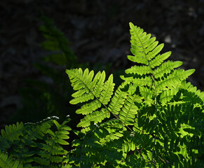 Backlit Ferns