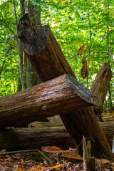 Crossed Wood Logs Propped Against Eachother