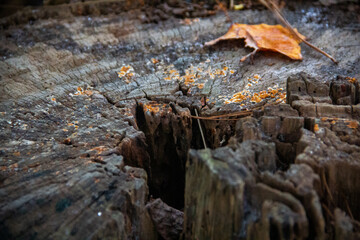 Autumn Tree Stump
