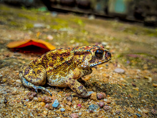 Vibrant Toad in Its Natural Habitat