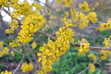 In nature, cornel is real (Cornus mas) blooms