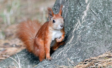 red squirrel on a tree