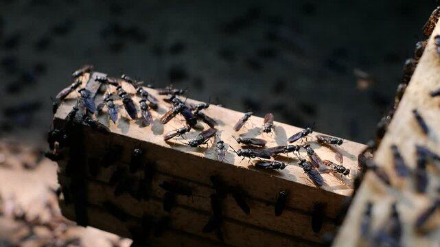 Mature Black Soldier Flies (Hermetia illucens) on wooden shelves provided for laying eggs at an insect farm