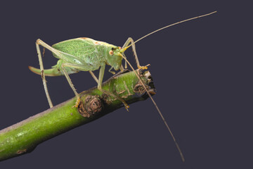 A macro shot of a female Oak Bush-cricket, (Meconema thalassinum), conveniently standing on a twig in a back garden studio, where she was released as soon as the shots were taken.