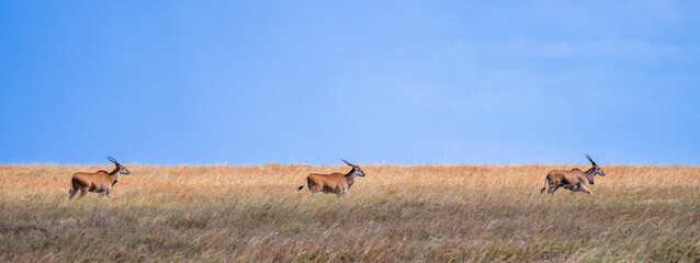 Three eland (Tragelaphus oryx) in the savannah of the Serengeti.