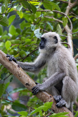 Lone Indian long-tailed dark-faced langur perched among trees, blending into the lush foliage. A serene wildlife moment in the natural habitat of this iconic primate in the tropical asia 