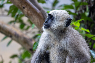 Lone Indian long-tailed dark-faced langur perched among trees, blending into the lush foliage. A serene wildlife moment in the natural habitat of this iconic primate in the tropical asia 