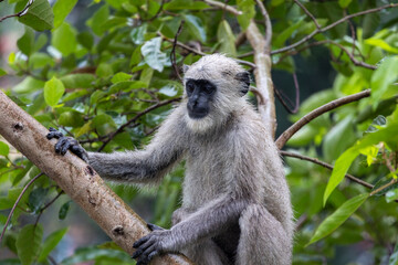 Lone Indian long-tailed dark-faced langur perched among trees, blending into the lush foliage. A serene wildlife moment in the natural habitat of this iconic primate in the tropical asia 