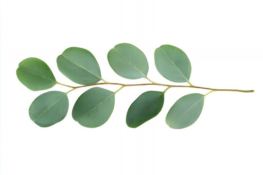 A sprig of eucalyptus leaves isolated on a white background.