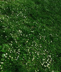 green grass background