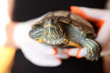 People care for and play with a pet red-eared turtle.