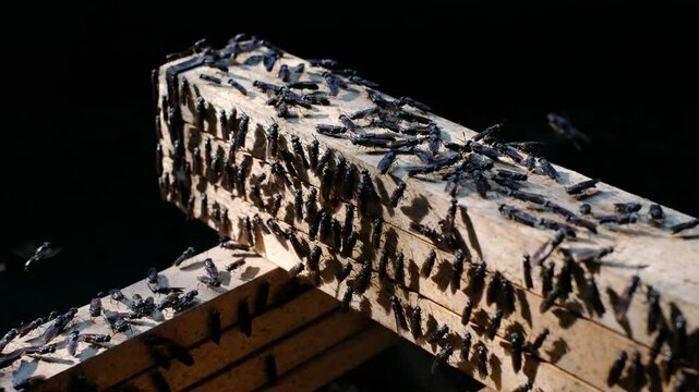 Mature Black Soldier Flies (Hermetia illucens) on wooden shelves provided for laying eggs at an insect farm