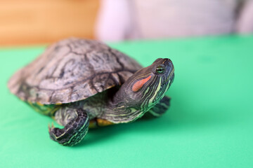 People care for and play with a pet red-eared turtle.