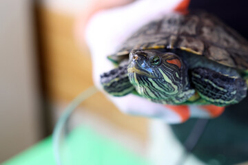People care for and play with a pet red-eared turtle.