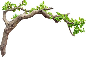 Fototapeta premium Lush Green Tree Limb Isolated on White Background for Natural Corner Frame Decoration