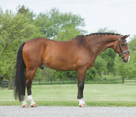 Fototapeta premium horse conformation shot of well groomed bay hanoverian stallion with good conformation fit healthy and muscled with mane braided blue sky and greenery in background horizontal equine image type space