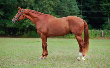 horse conformation shot one chestnut horse wearing english bridle standing in field paddock or pen for conformation photo brown hair mane tail and coat and two white socks green grass and trees behind